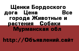 Щенки Бордоского дога › Цена ­ 60 000 - Все города Животные и растения » Собаки   . Мурманская обл.